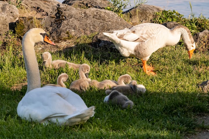 Le jars Klaxon vit avec un couple de cygnes et leurs six petits