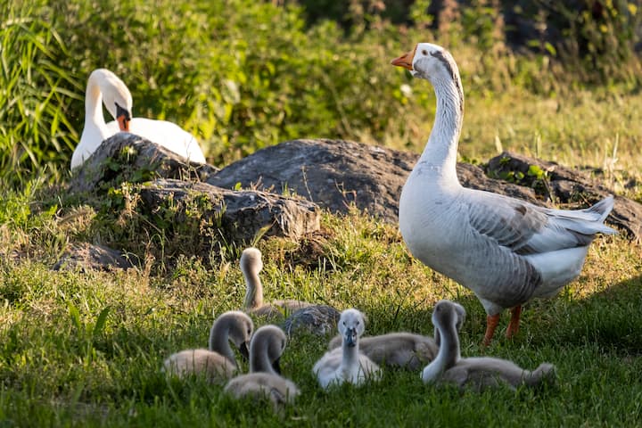 Le jars Klaxon vit avec un couple de cygnes et leurs six petits