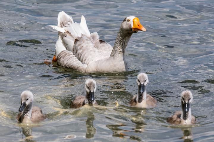 Le jars Klaxon vit avec un couple de cygnes et leurs six petits