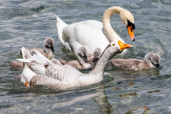 Le jars Klaxon vit avec un couple de cygnes et leurs six petits