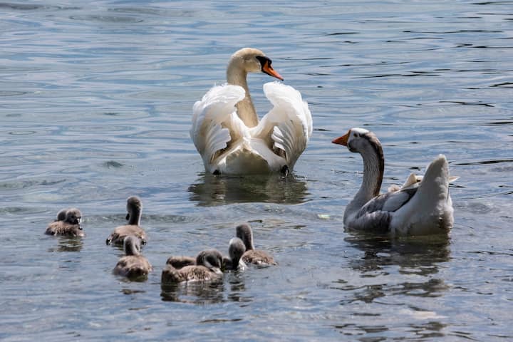 Le jars Klaxon vit avec un couple de cygnes et leurs six petits