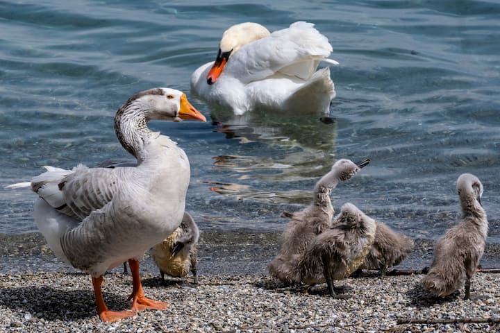 Le jars Klaxon vit avec un couple de cygnes et leurs six petits
