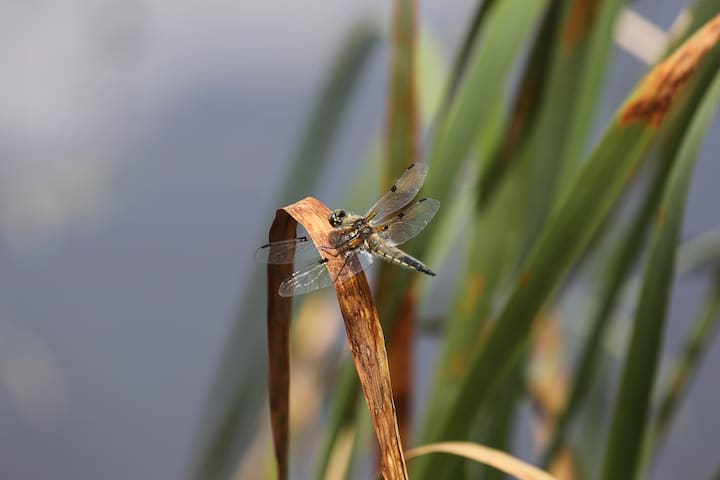 La réserve naturelle de la Vieille Thielle