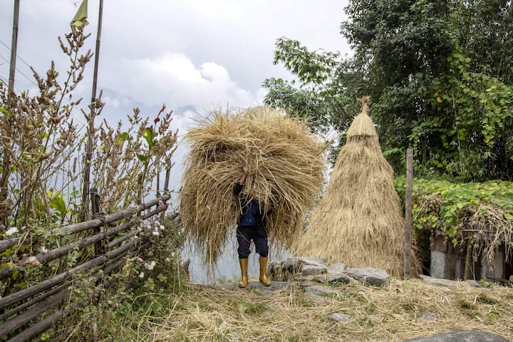 Reportage sur le royaume du Sikkim: un paysan porte des plants de riz