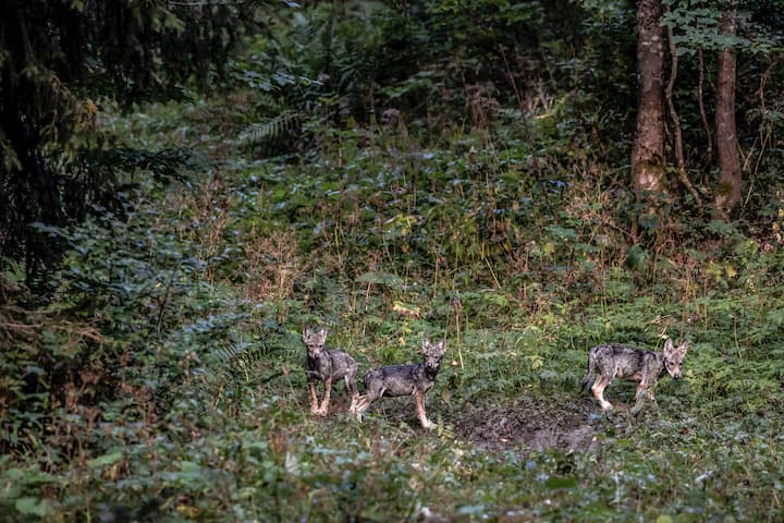 Des louveteaux photographiés en 2022 par Julien Regamey dans le Jura vaudois.
