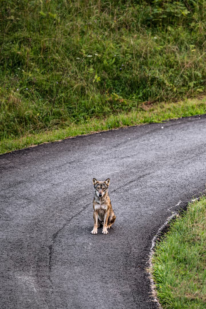 Le photographe animalier Julien Regamey sillonne le Jura vaudois pour capturer les loups de la région.