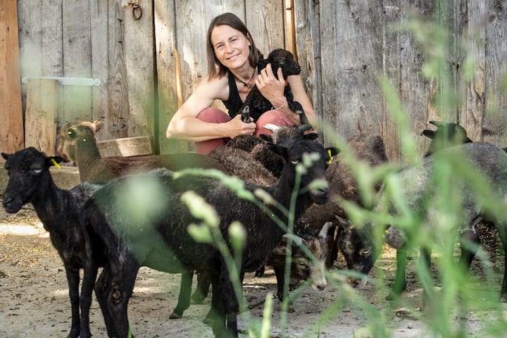 Catherine Brassaud en compagnie de quelques-uns de ses adorables moutons d’Ouessant