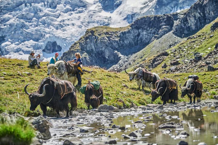 Rosula Blanc et ses yaks dans la nature du val d’Hérens (VS).