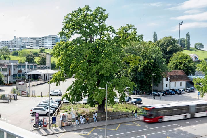 Le chêne campagnard de la Poya (Fribourg) a été rattrapé par l’urbanisation