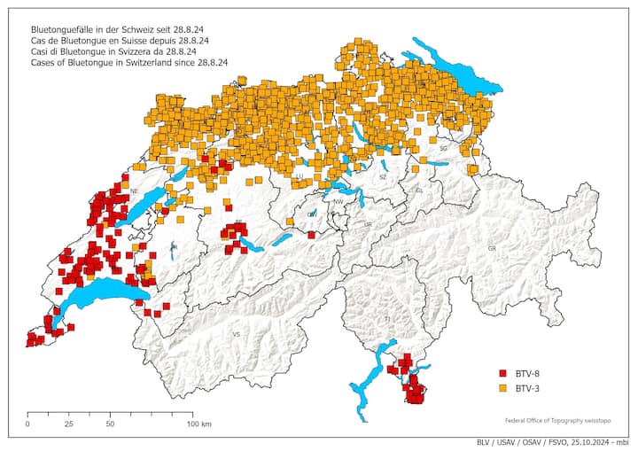 Cas de langue bleue en Suisse depuis le 28 août 2024