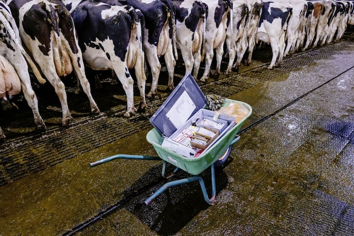 Visite à la ferme Roy à Porrentruy un jour de soins vétérinaires où les vaches sont atteintes de la maladie de la langue bleue