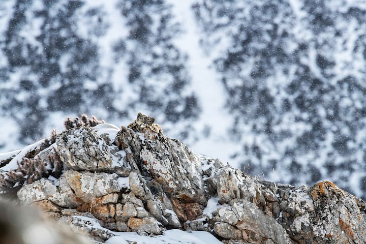 Panthère des neiges