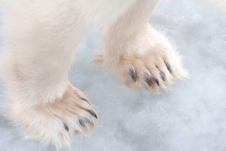 Polar Bear (Ursus maritimus) paws, Churchill, Manitoba, Canada (KEYSTONE/IMAGEBROKER/imagebroker/Jörn Friederich)