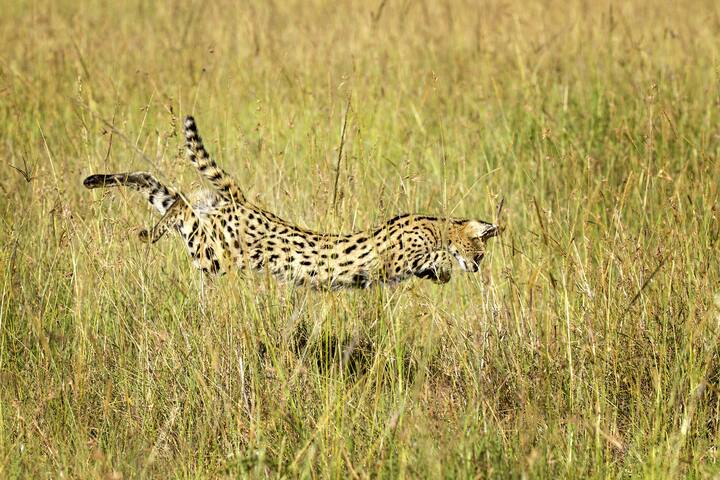 Kenya, Réserve nationale du Masai-Mara, serval (Felis serval), en chasse // Kenya, Masai-Mara game reserve, serval (Felis serval), hunting
