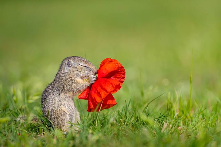 Souslik d'Europe ou spermophile d'Europe mangeant une fleur de coquelicot les yeux fermÃs - Autriche - (Spermophilus citellus) - (Papaver rhoeas) - European ground squirrel eating a poppy flower with eyes closed - Hungary
