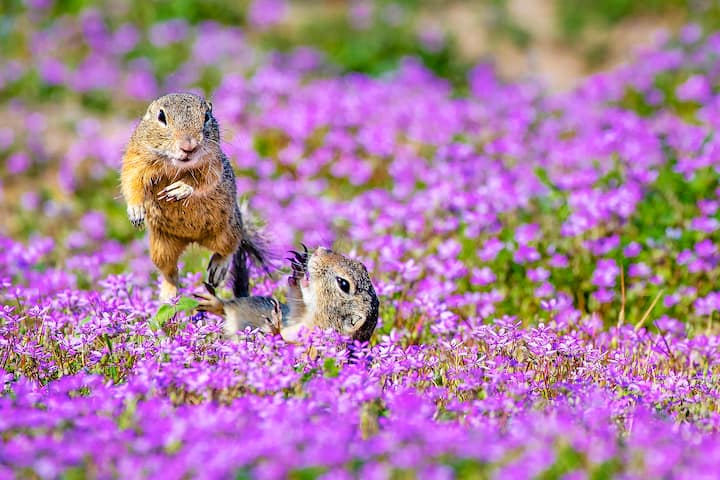 Souslik d'Europe ou spermophiles d'Europe se battant dans un tapis de fleurs de Bec de grue - Hongrie- (Spermophilus citellus) - (Erodium cicutarium) - European ground squirrels fighting in a carpet of flowers of stork's bill - Hungary