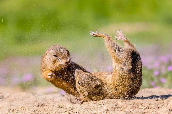 Souslik d'Europe ou spermophiles d'Europe se battant sur les abords du terrier - Hongrie - (Spermophilus citellus) - European ground squirrels fighting on burrow - Hungary