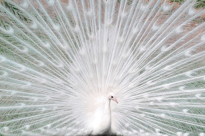 Nantou CountyTaiwan - The White Peafowl, frequently mistaken for an albino, but it is a color variety of Indian Blue Peacock. (KEYSTONE/CAVAN IMAGES/Cheng Shun Ling)