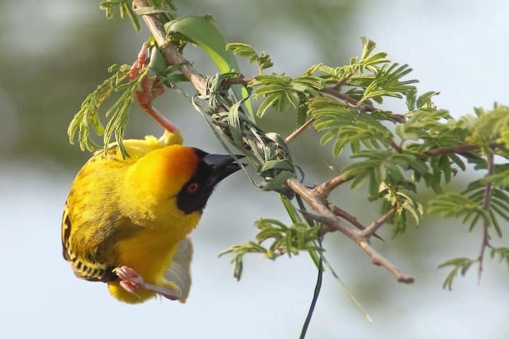Tisserin ?? t??te rousse m??le d??butant la construction d'un nid en nouant avec son bec des brins d'herbe ?? une branche. PN de Kruger Afrique du sud Southern masked weaver beginning the building of a nest splicing blade on a branch with its bill. Kruger NP. SA