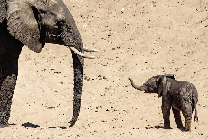 Un éléphant tend sa trompe vers un adulte.