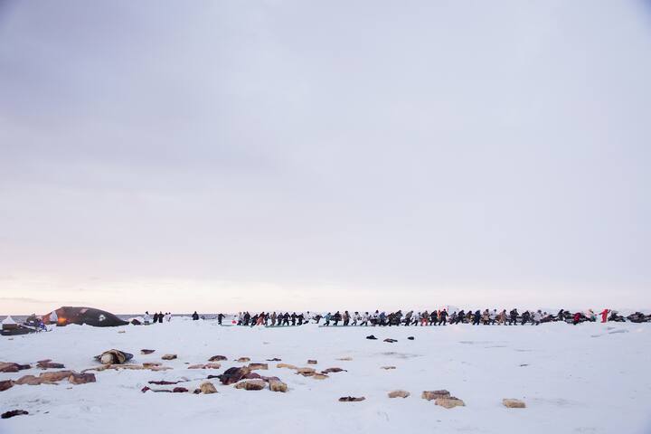 Une baleine boréale de plusieurs dizaines de tonnes est tirée à terre près d’Utqiagvik.