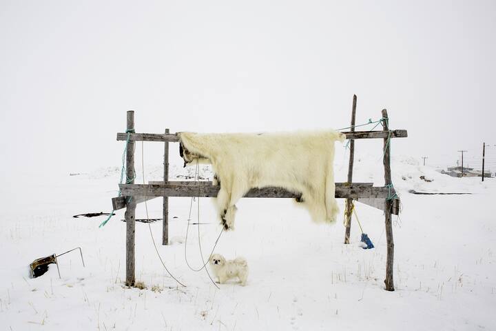 Une peau d'ours polaire sèche à l'air
