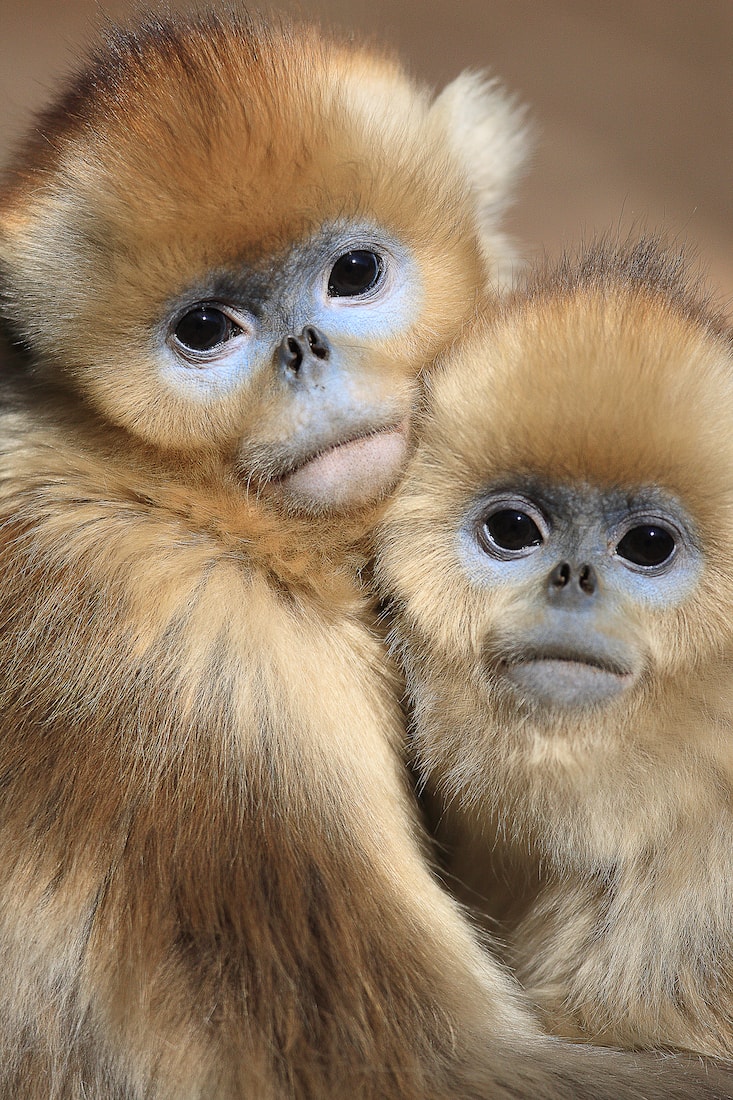 Golden Snub-nosed Monkey (Rhinopithecus roxellana) juveniles huddled up against each other to keep warm, Qinling Mountains, China