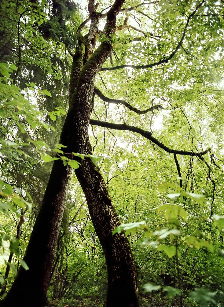 Arbre en forêt