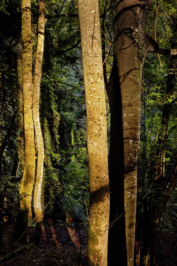Arbre en forêt