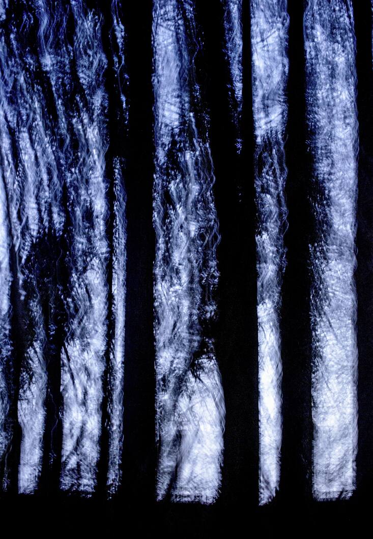 Arbre en forêt