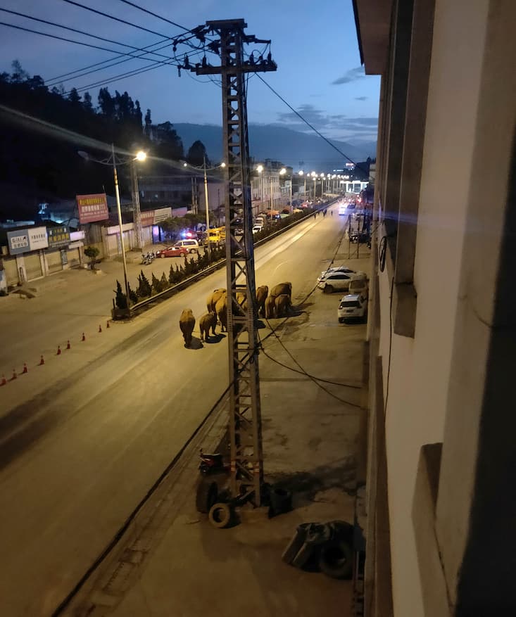 A herd of elephants walk along a road in Eshan, Yunan, China, May 27, 2021 in this image obtained from social media. Eshan County Fang Yuan Car Care Center/ via REUTERS THIS IMAGE HAS BEEN SUPPLIED BY A THIRD PARTY. MANDATORY CREDIT. NO RESALES. NO ARCHIVES.