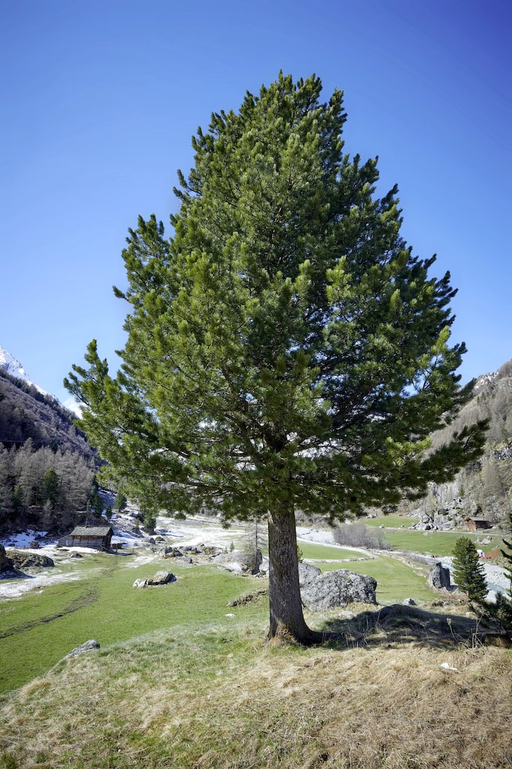 Arbres