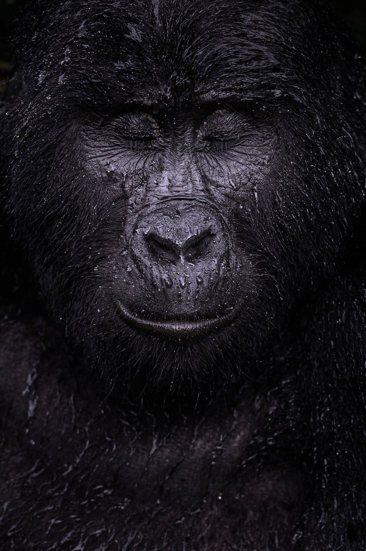 animaux
