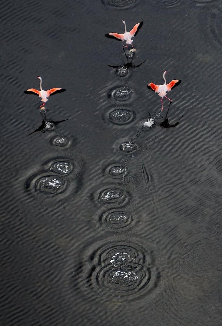 flamants