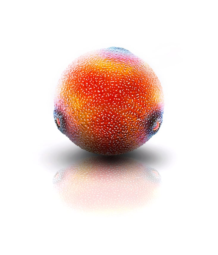 pollen