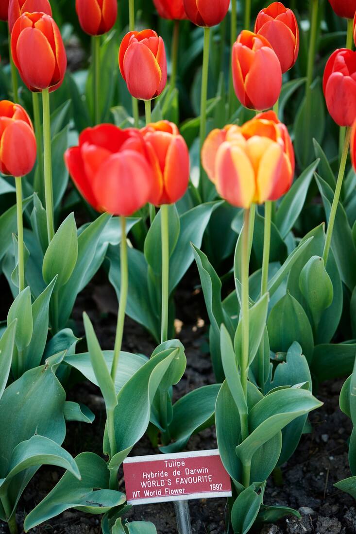 La Fête de la Tulipe à Morges