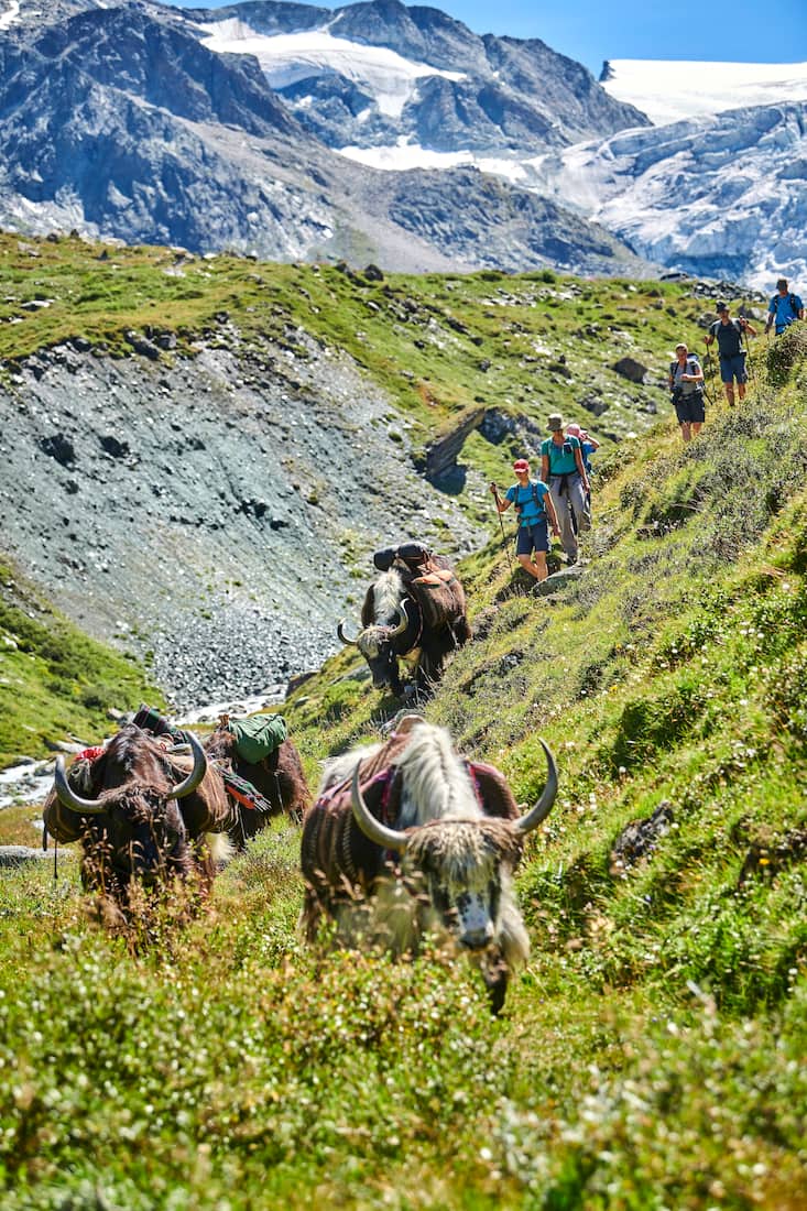 Pionnière de l'élevage de yaks en Europe, Rosula Blanc organise des treks dans le Val d'Hérens en Valais