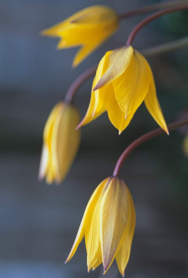 Tulipes