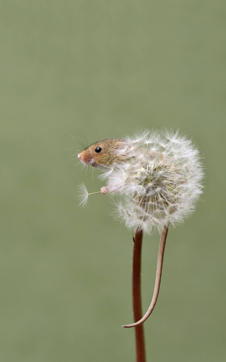 Une mini souris