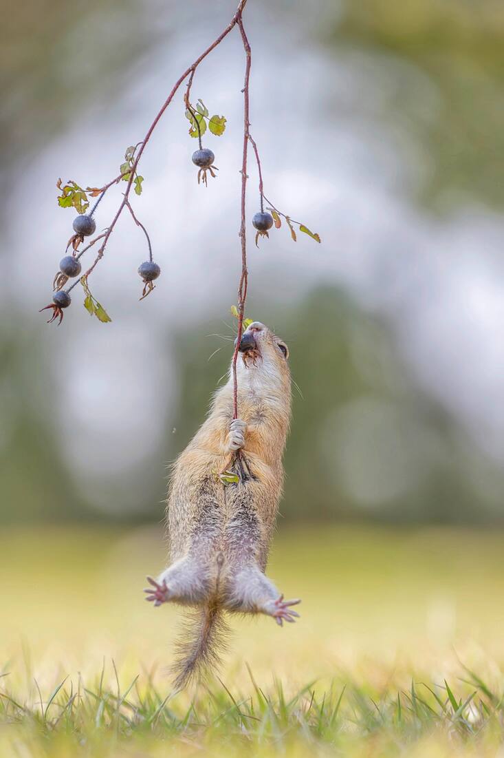 Comedy Wildlife Photography Awards