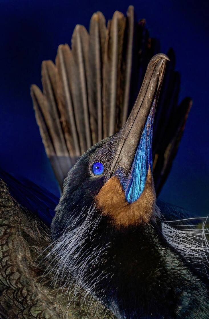 cormorans de Brandt