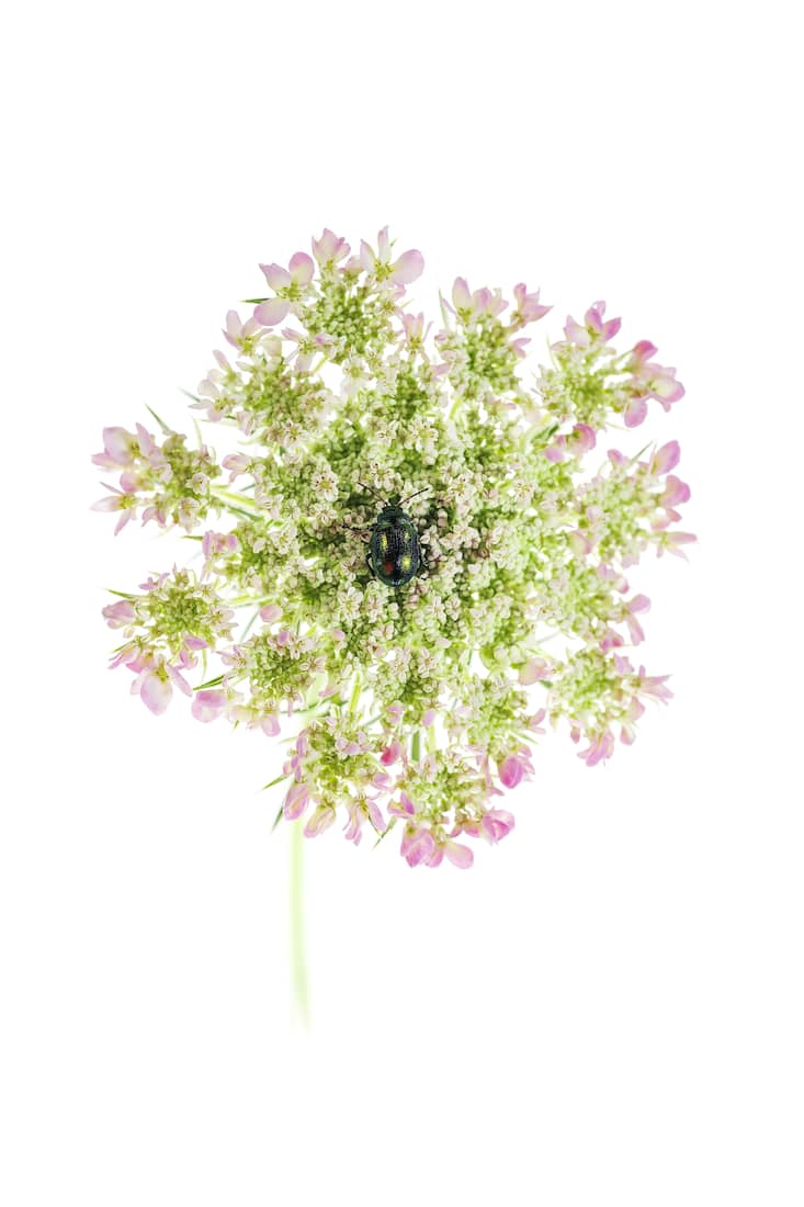 insecte