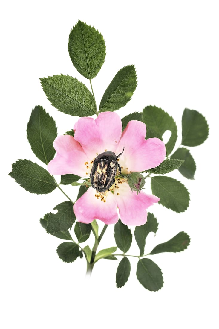 insecte