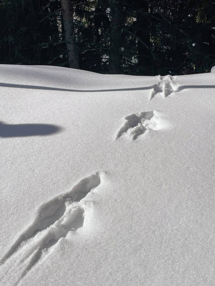 les lectrices et lecteurs ont dénicé les traces d'un lièvre