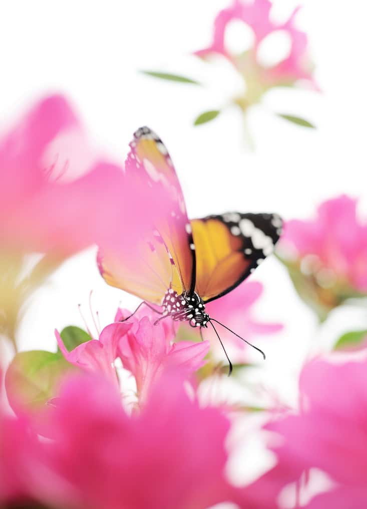 papillon