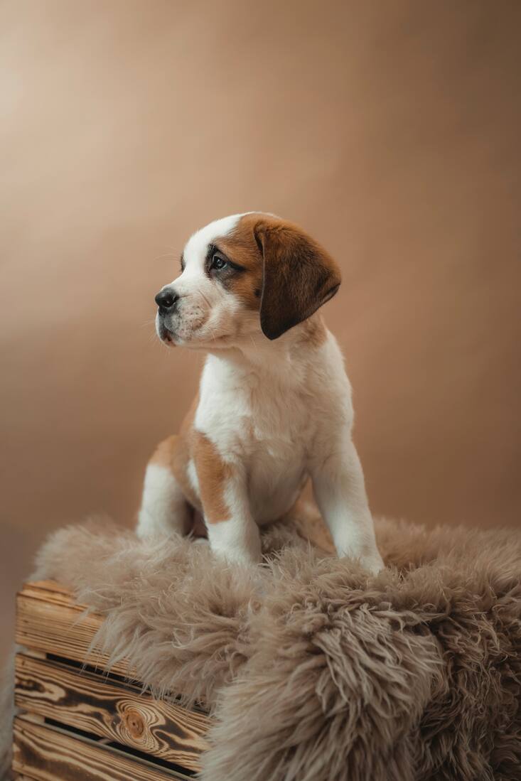 saint-bernard