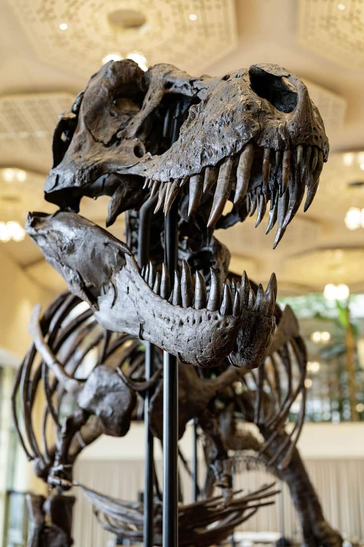 Squelette du T-Rex Trinity