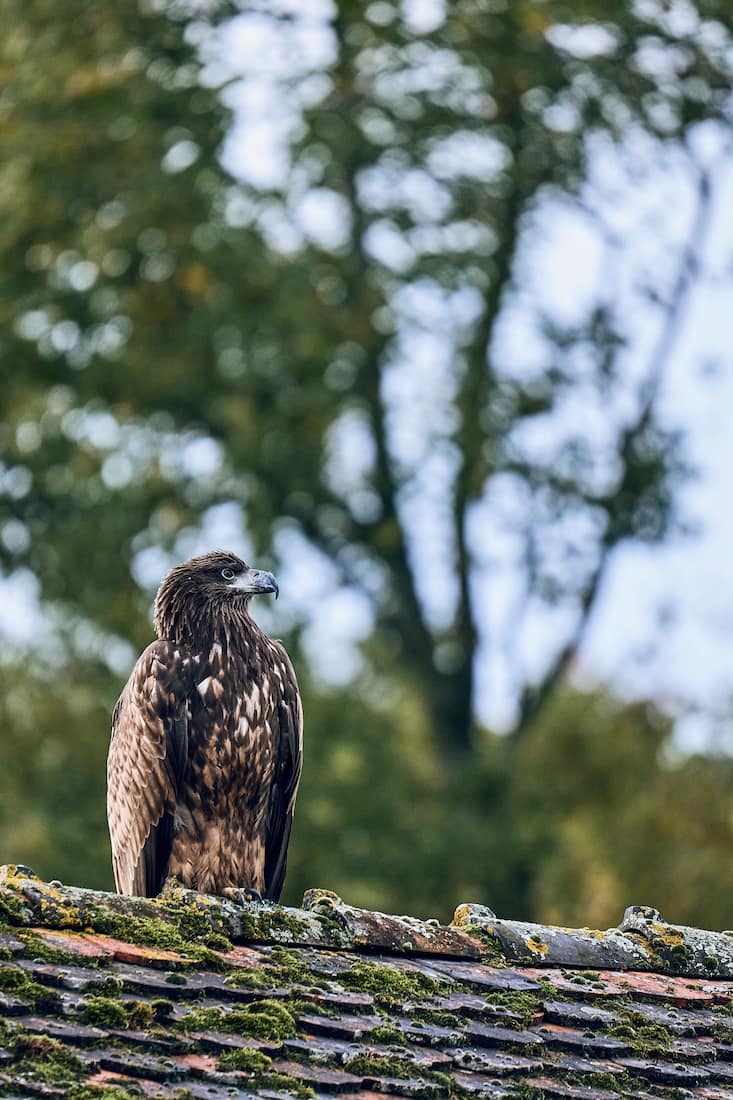 Les pygargues juvéniles adorent se percher sur les toits des communs du parc