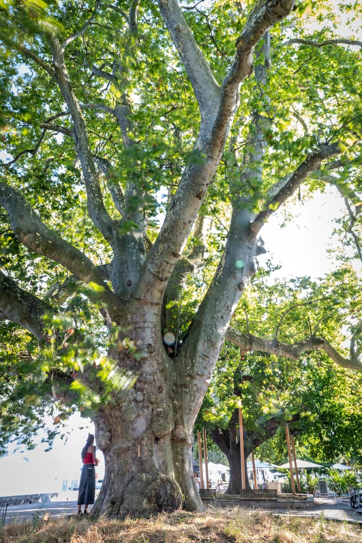 A Cully, un platane et un marronnier, surnommés les arbres du major Davel