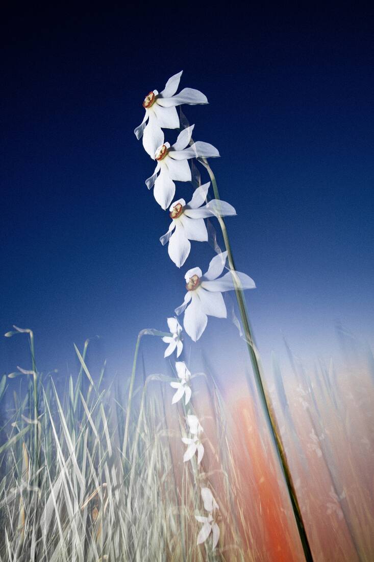 Narcisse dans les Pléiades